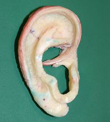 Maquette de cartilage